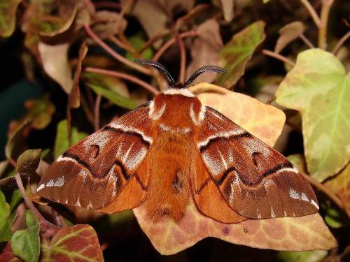 Réf. 55 236 : Endromis versicolora