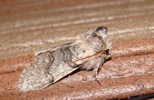 Achlya flavicornis