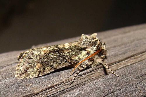 Polyploca ridens