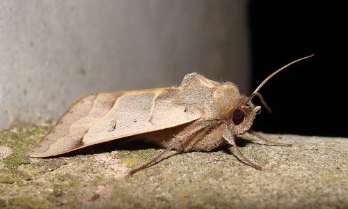Minucia lunaris