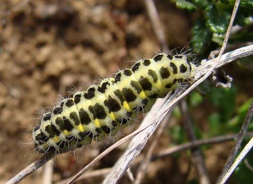 Zygaena filipendulae