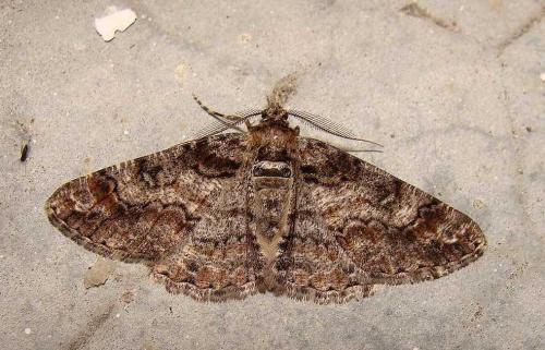 Réf. 55 686 : Cleora cinctaria