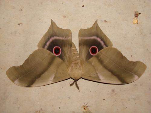 Pseudimbrasia deyrollei