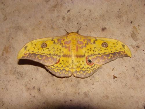 Réf. 55 175 : Aurivillius triramis