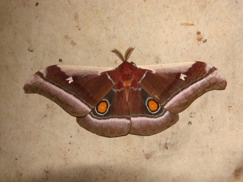 Bunaea alcinoe