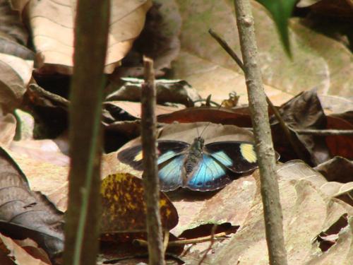 Euphaedra themis