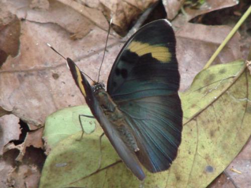 Euphaedra medon