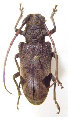 Réf. 55 126 : Phryneta leprosa