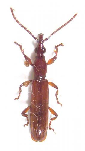 Cerobates hybridus