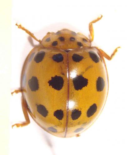 Réf. 55 119 : Harmonia vigintiduomaculata