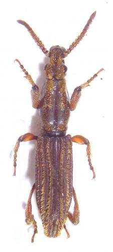 Megalosebus babaulti