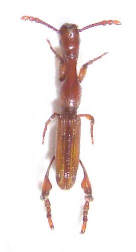 Adidactus striolatus