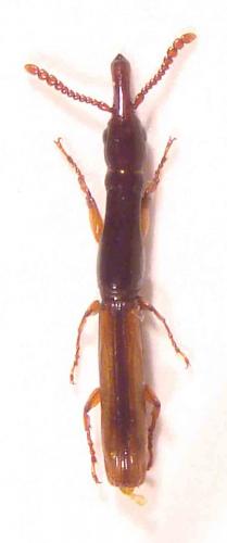 Bolbocranius bicolor