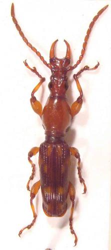 Debora forficata