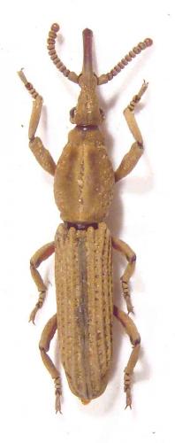 Rhinopteryx foveipennis