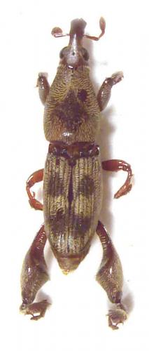 Scolytoproctus sp.