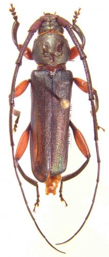 Xystrocera asperata