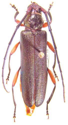 Xystrocera asperata