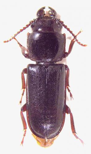 Birandra gabonica