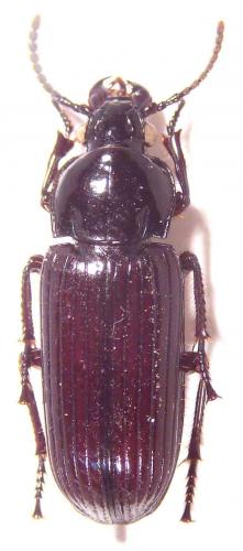 Réf. 55 377 : Stereostoma sp.