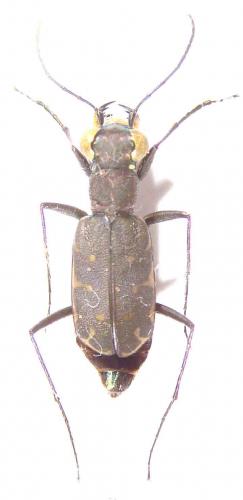 Myriochila melancholica