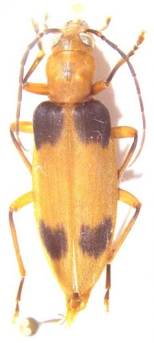 Réf. 55 378 : Ditylomorphus inconstans