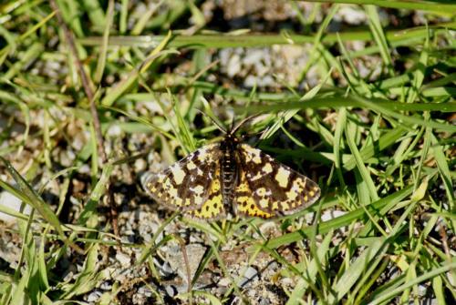 Eurranthis plummistaria
