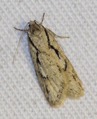 Semioscopis avellanella