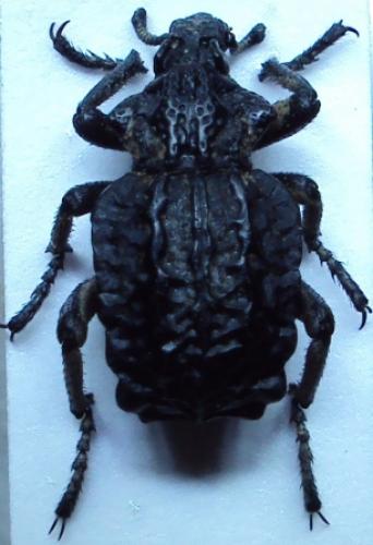 Brachycerus undatus