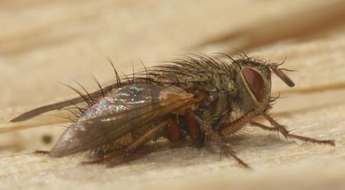 Phryno vetula