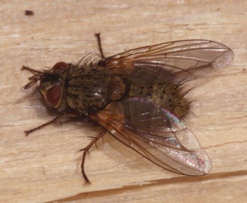 Phryno vetula