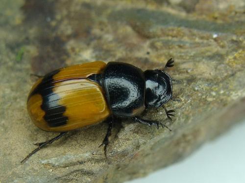 Aphodius conjugatus