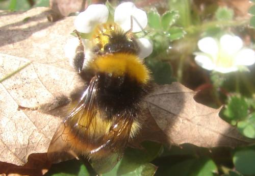 Réf. 55 199 : Bombus pratorum