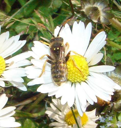 Nomada sp.
