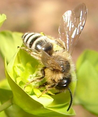 Andrena sp.
