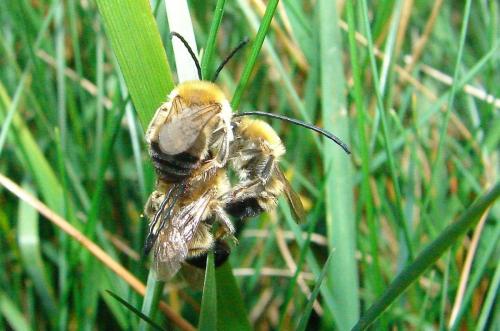 Eucera nigrescens