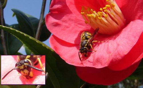 Vespula germanica