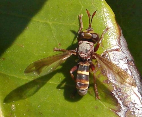 Conops vesicularis