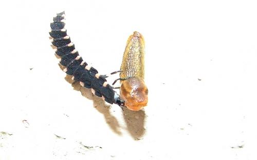 Lampyris noctiluca