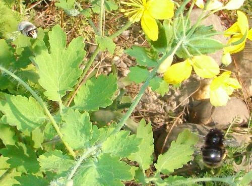 Anthophora plumipes