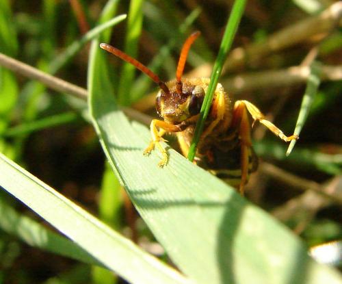 Réf. 55 995 : Nomada sp.
