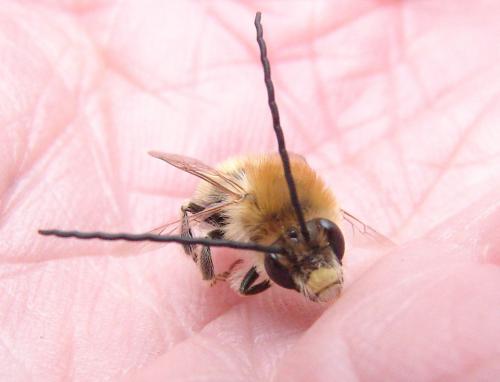 Eucera sp.