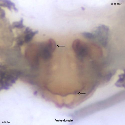 Diplocephalus picinus