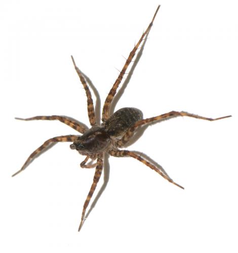 Pardosa pullata