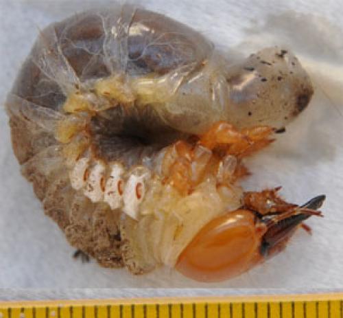 Lucanus cervus