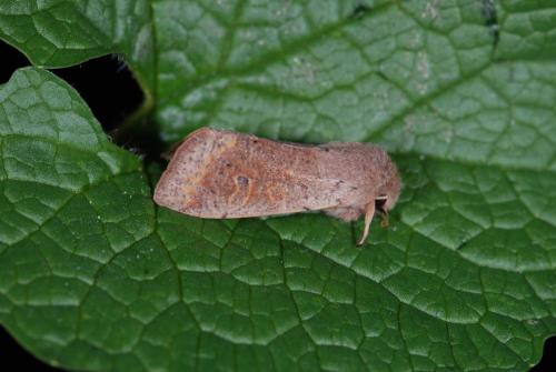 Orthosia cruda