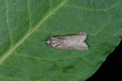 Réf. 55 102 : Nycteola revayana