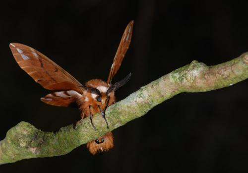 Endromis versicolora