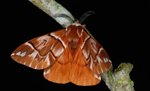 Endromis versicolora