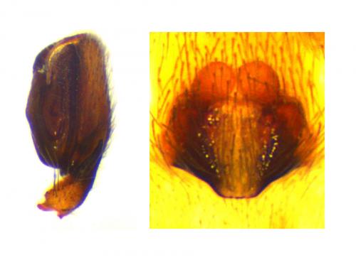 Réf. 55 028 : Clubiona diversa